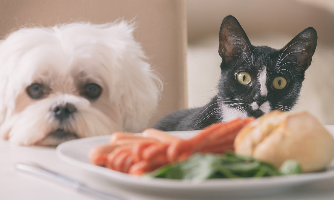 People Foods to Avoid Feeding Your Pets