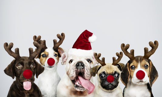 Tips to keep your pet safe and healthy during the holidays